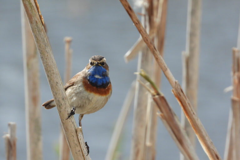 blauwborstje